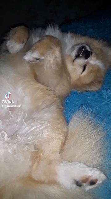 спать с домашними тепло и уютно❤️