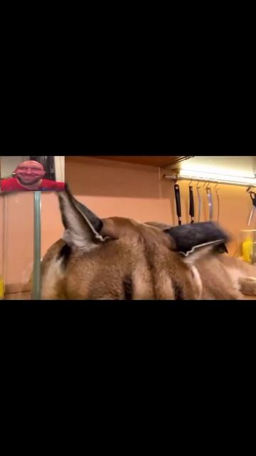 Шлёпа на протяжении 8 секунд пердит и стреляет ушами