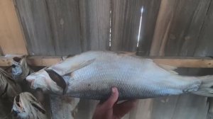 Вяленая Рыба по-Астрахански. Как правильно сушить, солить, вялить Крупную рыбу. Жерех.