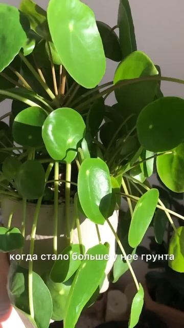 ПИЛЕЯ пеперомиевидная. Мой опыт. #pilea #pileapeperomioides #комна? смотреть онлайн