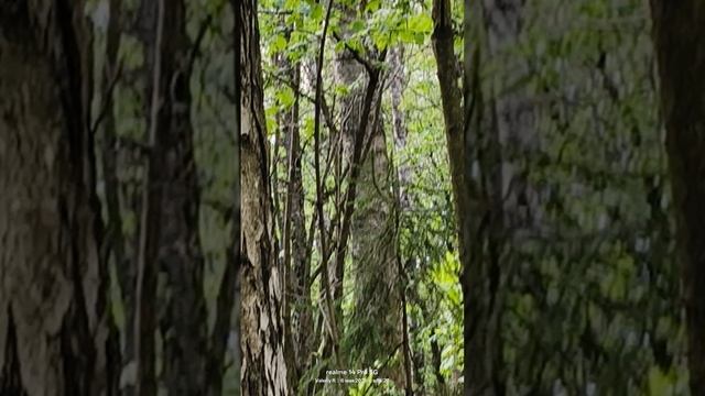 Белка 🌳🌲🐿️🌳🌲 06.05.2025 смотреть онлайн