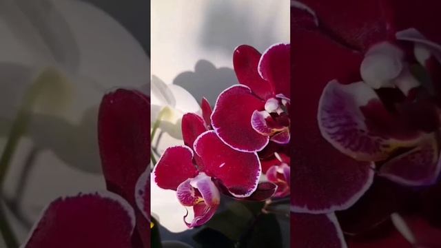 Нежные красавицы в лучах солнца🌺🌸☀ Gentle beauties in the sun смотреть онлайн