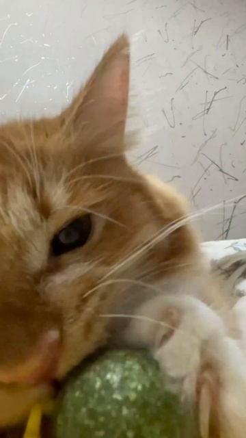 смешная кошка с кошачьей мятой смотреть онлайн