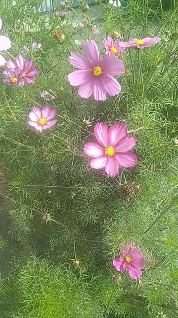Просто Космея #цветы #сад #flowers #лето смотреть онлайн