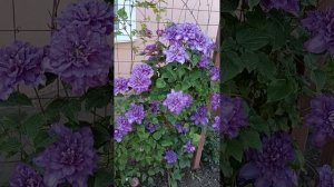 Клематис Вів'єн Пеннел (Clematis Vyvyan Pennell)