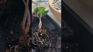 пересадка алоказии с гниющим стволом