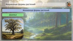 Б6 24 Рост и развитие растений