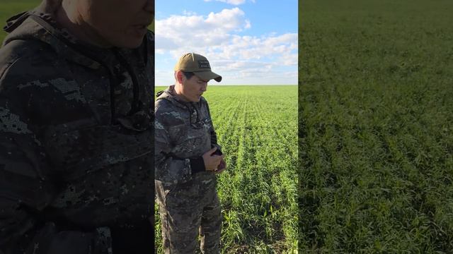 Посевы пшеницы. Балерина и Плуггер смотреть онлайн