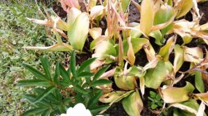 Пион 'Gardenia',   Пион 'Krinkled White', первое цветение,   16 июня 2024