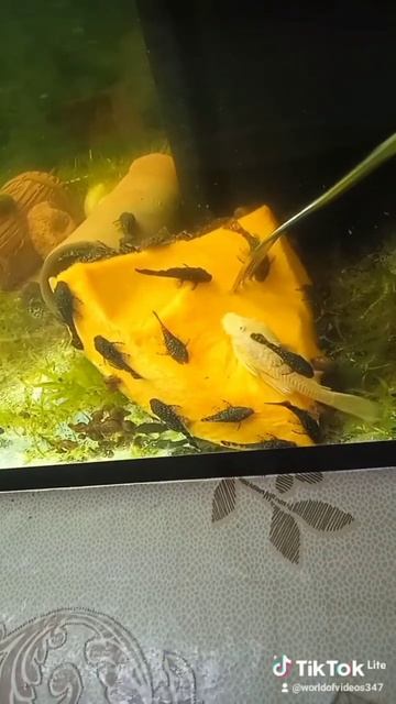 Сомики Анциструсы едят тыкву растут малыши Аквариумн? смотреть онлайн