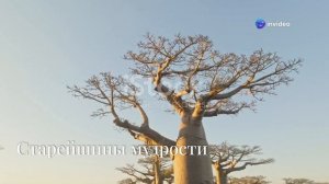 Семь любопытных фактов о Баобабах! Величественные кол