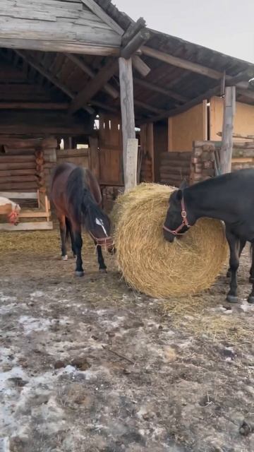 СКОЛЬКО ЕСТ ЛОШАДЬ?🤔 #деревня #жизньвдеревне #русская смотреть онлайн