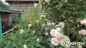 Можно ли плетистую розу сделать кустовой?