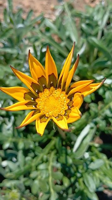 #газания#сад #цветы #дача #красота #garden #природа #растен? смотреть онлайн