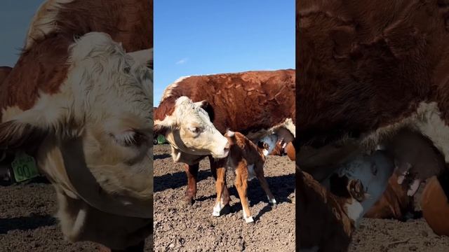 Мини коровка Рафаэлка #герефорд #корова #теленок #чудо смотреть онлайн