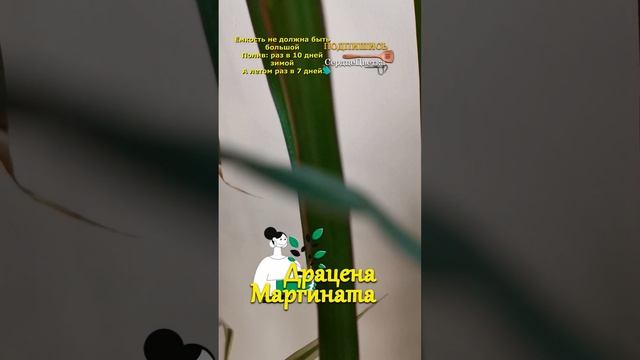 Драцена Маргината💐|Цветок|😘💕#СердцеЦветка,#Цветок смотреть онлайн