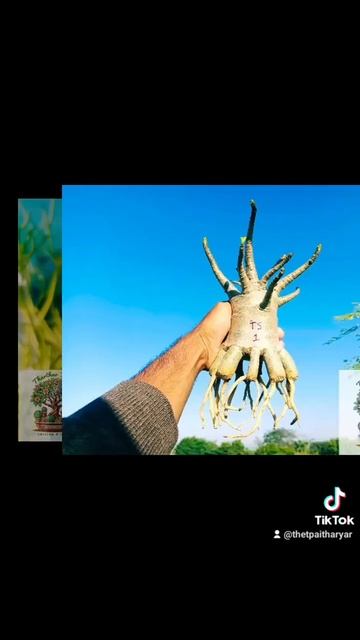 Tharthar Yaryar Adenium & Cactus Garden смотреть онлайн
