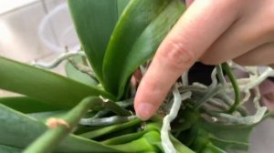 💚Орхидея.Как обрезать и пересадить?!Всё подробно для