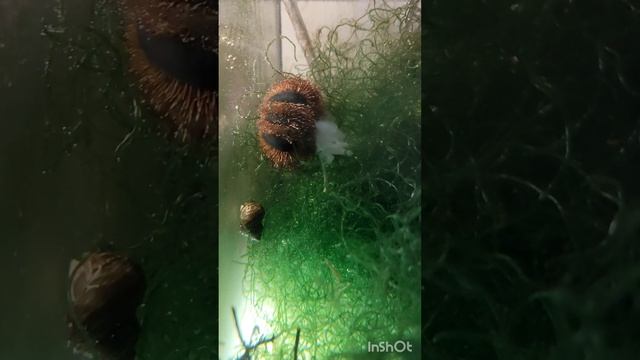 Еж арбузик меспилия (Mespilia globulus) ест кусок креветки. Вид смотреть онлайн