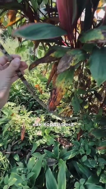 Кордилина в природе смотреть онлайн