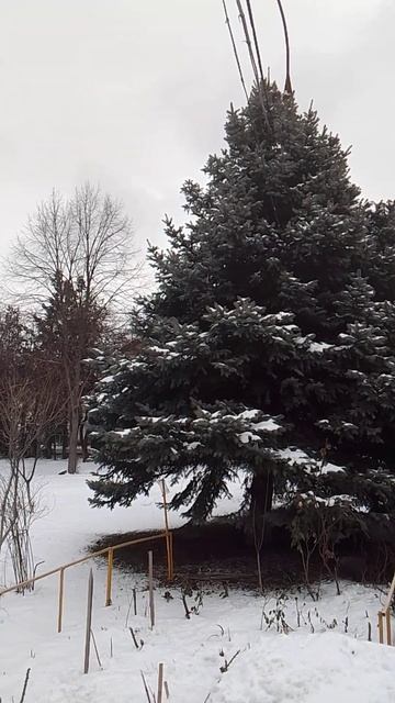 Ель в снегу #youtubevideo #город #nature смотреть онлайн