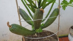 Как вырастить кабачки цукини в пластиковых вёдрах