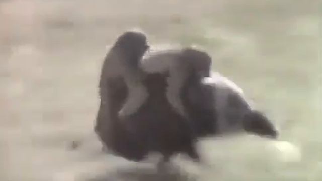 Обезьяны на кабане смотреть онлайн