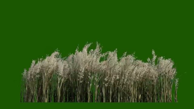 ФУТАЖ ( КРАСИВЫЙ КОВЫЛЬ ) НА ЗЕЛЕНОМ ФОНЕ-ХРОМАКЕЙ смотреть онлайн