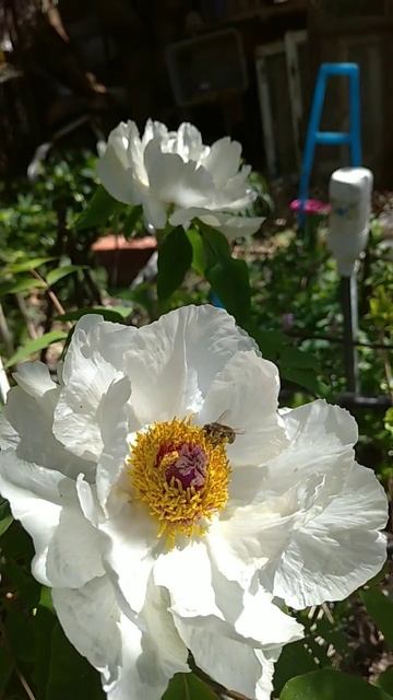 Белый пион смотреть онлайн