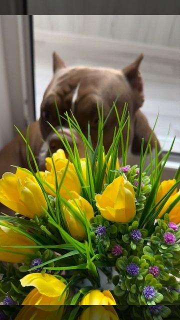 Дарите женщинам цветы 🌷 #краснодар #краснодарскийкра смотреть онлайн