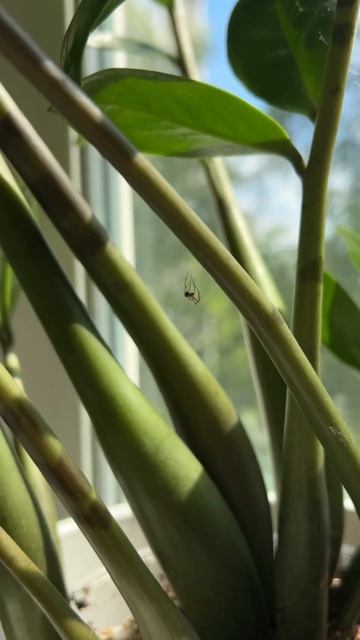 Inst: @anya.mini.plant #plants #растения #рецепт #грунт