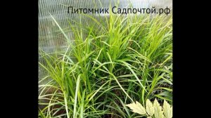 Осока пальмолистная или мускингуменская "Золотой Фон?