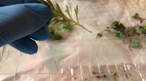 Черенкую лаванду и камнеломки Арендса.