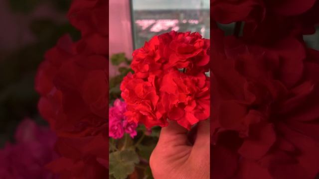 Сортовые пеларгонии🌺ЛиА Марцелина & 🌺Ю- Настасья Фи? смотреть онлайн