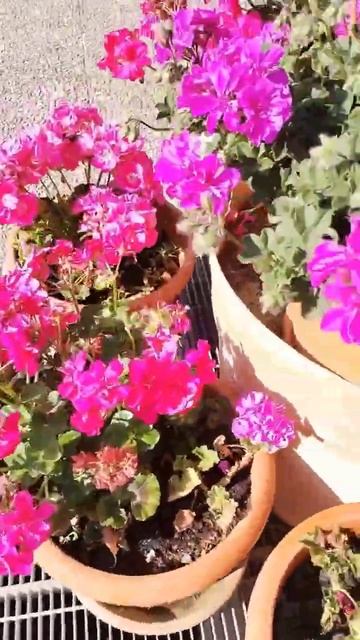Герани буйно цветут #shortsfeed #каналбелаяорхидея смотреть онлайн