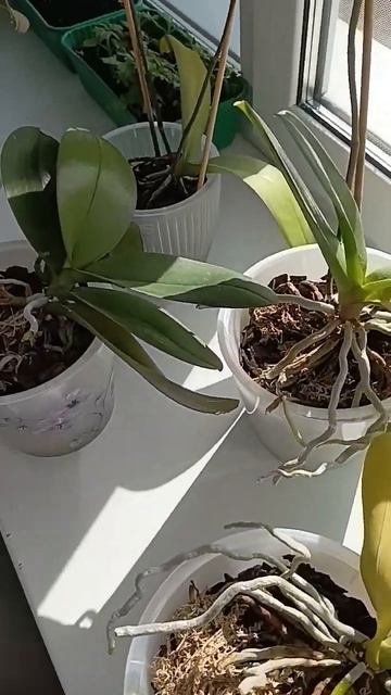 орхидеи смотреть онлайн