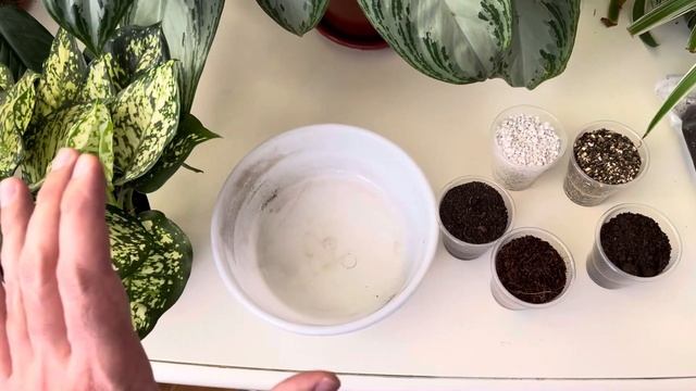 Антуриум, Спатифиллум, Аглаонема учун энг зўр тупроқ. ? смотреть онлайн