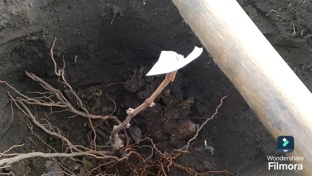Посадка винограда проще простого.