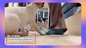 Щенок кусает ноги 🐶 Как отучить собаку кусать хозяин?