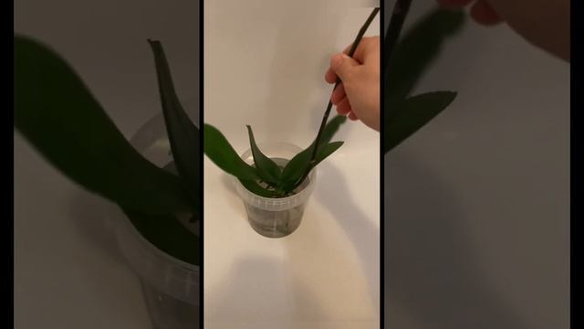 Орхидея и вредители 🌸 #орхидеи #orchid #шортс смотреть онлайн