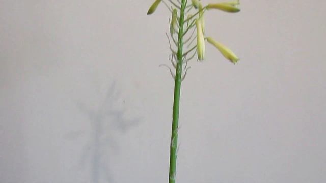 Как цветёт Алоэ вера смотреть онлайн