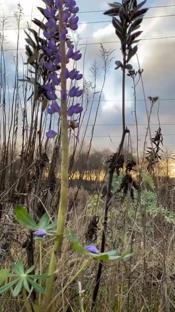 Восход солнца, осень, люпин. Sunrise, autumn, lupins. смотреть онлайн