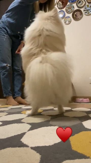 А У ВАС ЕСТЬ СОБАКА??? 🐶 #dog #cute #friends #love #family #beautiful #шпиц смотреть онлайн