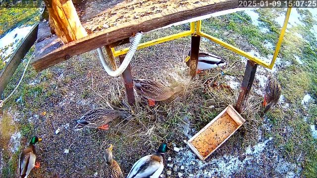 Утя-утя-утя. 🦢🦢🦢 Дикие утки под кормушкой. смотреть онлайн