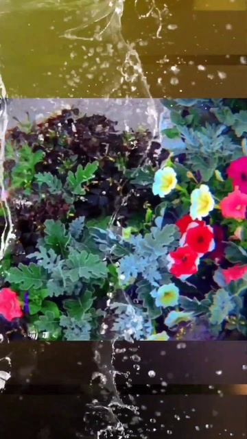 клумба цветов в парке