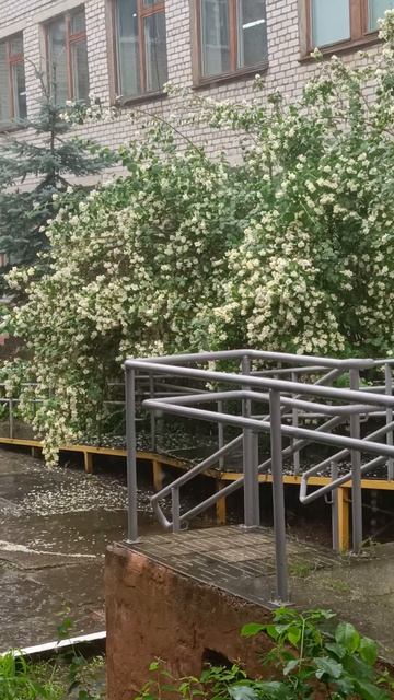 куст Жасмина смотреть онлайн