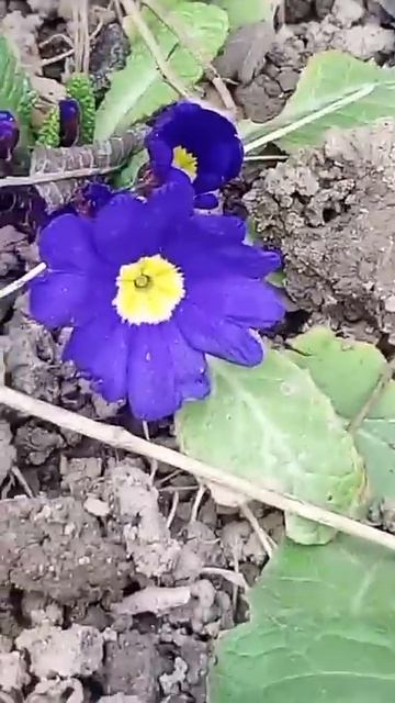 синяя примула цветёт смотреть онлайн