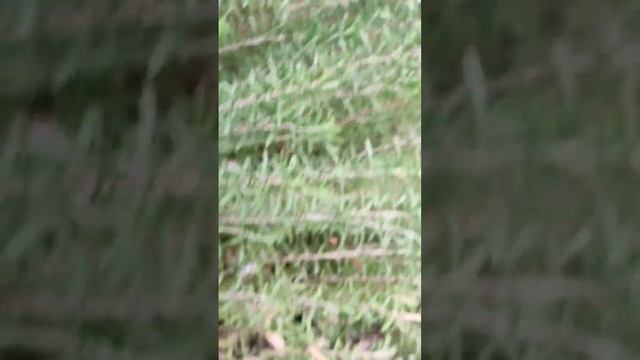 16 март 2025 г. Зюмбюл,Хиацинт,Hyacinthus orientalis,акне,антимикро? смотреть онлайн