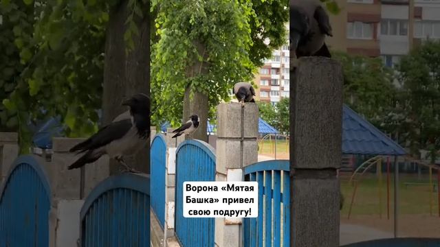 Ворона «Мятая Башка» привел свою девушку! смотреть онлайн