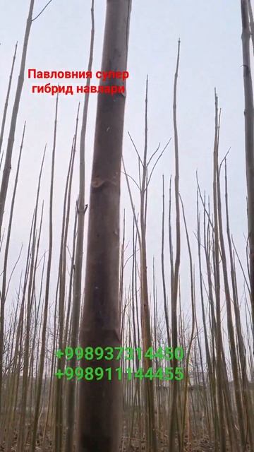 #павловния оптом нархда доставка 🚚 бесплатно+998937314450.+ смотреть онлайн